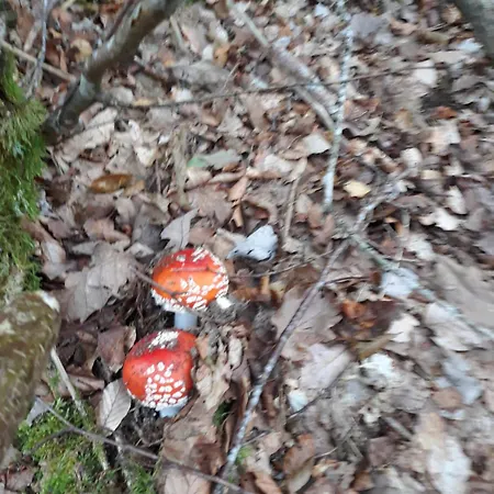 Maison Plein Pied Sur Grand Terrain Vielle * Ytrac