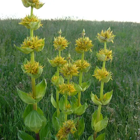 Maison Plein Pied Sur Grand Terrain Vielle Ytrac