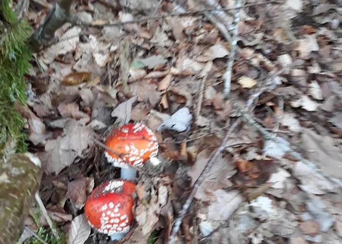 Maison Plein Pied Sur Grand Terrain Vielle * Ytrac