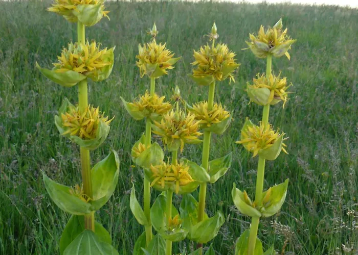 Maison Plein Pied Sur Grand Terrain Vielle Ytrac